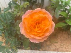 -忆江南·临江鱼馆