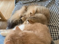 -滚猫咖啡·猫咖·猫友好撸猫(未来城店)