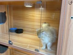 -猫十亿·布偶金渐层·曼基康矮脚猫舍(青年路店)
