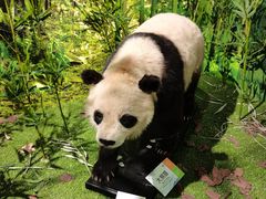 -中国地质博物馆