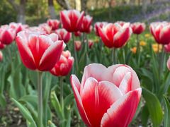 -东平国家森林公园