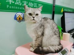 -半岛宠物医院24小时(科华中路店)
