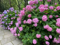 -上海共青森林公园