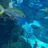 夜宿北京海洋馆