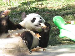 -卧龙中华大熊猫苑神树坪基地