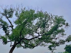 -良渚古城遗址公园