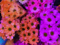 -花鸟鱼虫鲜花绿植市场(玉泉路店)