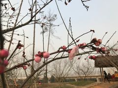 -秀丽东方