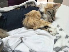 -美联众合宠物医院·爱萌分院·内外科·猫科中心