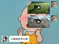 -北京京卫宠物寄养训练中心
