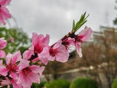 -八大山人梅湖景区