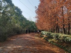 -上海海湾国家森林公园