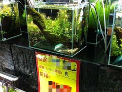 -中环花鸟鱼虫市场