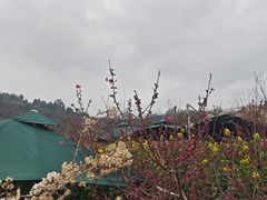 -桃源山庄·水蜜桃采摘·柴火鸡·烧烤团建(龙泉山店)