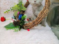 -十年猫舍·猫咪专门店(普陀店)