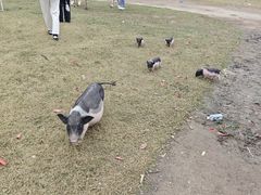 -前小桔亲子创意农场·草莓采摘·露营烧烤