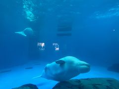 -海合安成都极地海洋公园