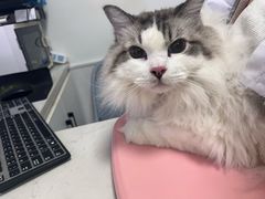 -萌兽医馆·宠物医院·猫骨科(创景店)