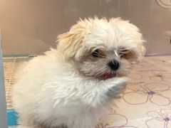 -翊宠yipet猫狗购宠庄园犬舍•猫舍