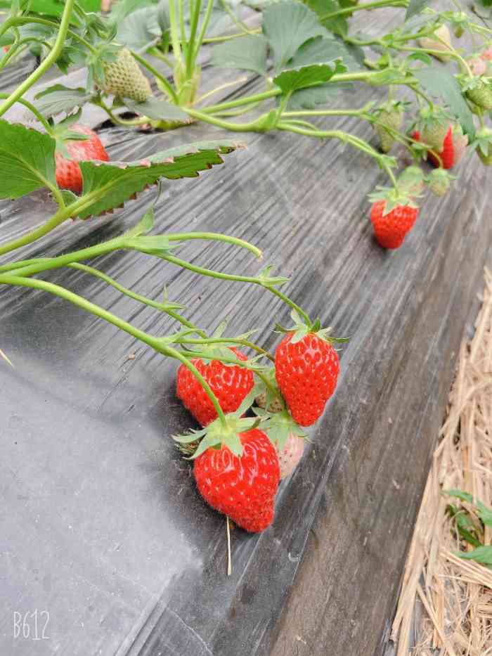 宝山凤冠奶油草莓基地