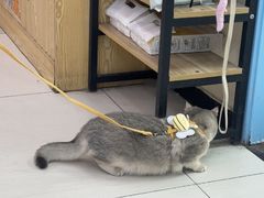 -全心全意连锁动物医院·微创中心·内科急重症·心脏专科(丰管路店)