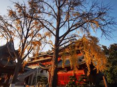 -上海东林寺(金山区)