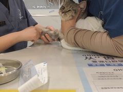 -伟伟宠物医院·CT影像中心·瑞派犬猫综合性门诊(汉口总院)