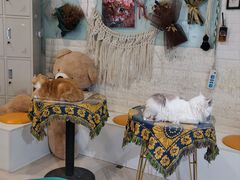 -平行世界·猫咖(首经贸店)