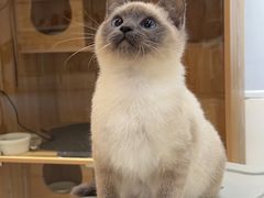 -喵zoo家庭繁育猫舍(尖东智能花园店)