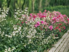 -西湖风景区-江洋畈生态公园