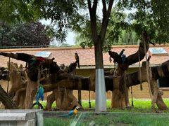 -石家庄市动物园