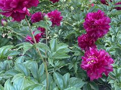 -黑龙江省森林植物园