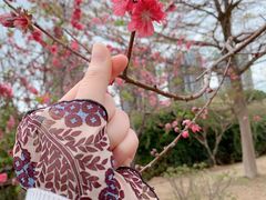 -广东花都湖国家湿地公园