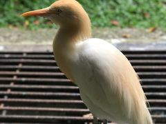 -吉隆坡雀鸟公园