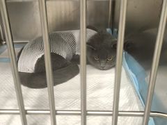 -艾吉宠物医院·疑难杂症转诊中心·猫友好(碧江路院)