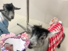 -怪兽屋·羊驼·猫咖·狗咖(俊华广场店)