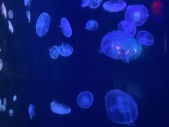 -太平洋海底世界