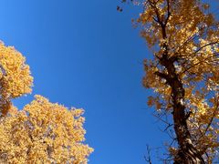 -金塔沙漠胡杨林景区