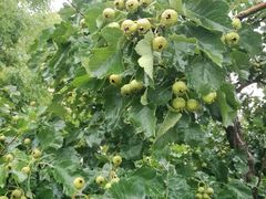 -意大利农场度假村