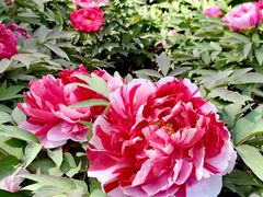-莲花池公园