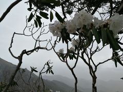 -牛背梁国家森林公园