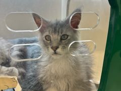 -青石桥花鸟鱼虫市场(叠翠城店)