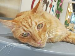 -藏猫猫咖啡主题馆(中央大道店)