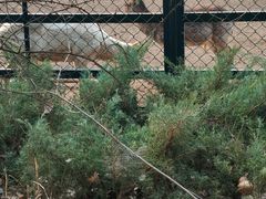 -北京麋鹿生态实验中心