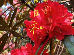 -贵州百里杜鹃风景名胜区
