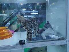 -李小姐の猫咖啡馆(五角场店)