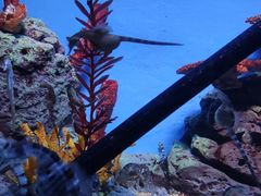 -上海海洋水族馆