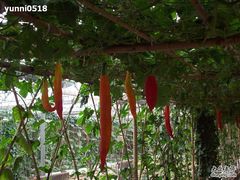 照片 052-北戴河集发农业梦想王国