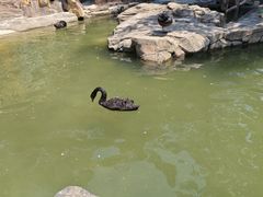 -燕塞湖鸟语林景区