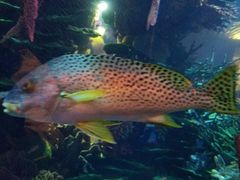 -迪拜帆船酒店海底餐厅